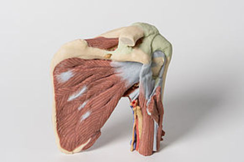 1525 Shoulder - deep dissection of the left shoulder 
