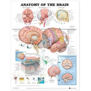 차트-뇌 입체차트(9921)
