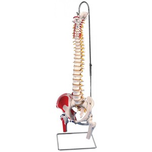 척추 대퇴골 - 근육표시 (A58/3)