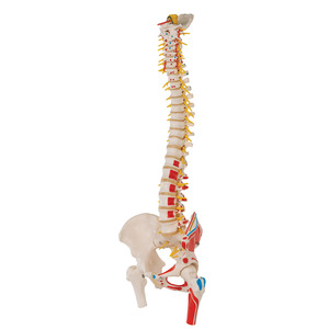 척추 대퇴골 - 근육표시, 마미신경 (A58/7)