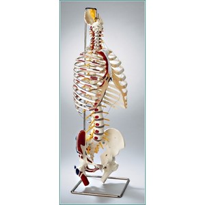 흉곽척추 대퇴골 - 근육표시