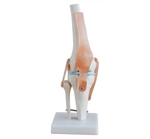무릎관절 (111)