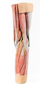 다리근육 - 3D (1810)