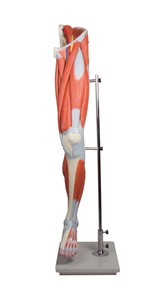 다리근육 - 13분리 (M220)