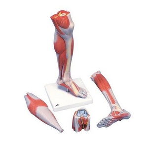 다리근육/종아리근육 - 3분리 (M22)
