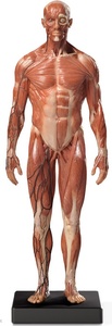 미니전신근육모형 (VE36)