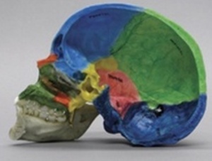 두개골 단면 (BC267)
