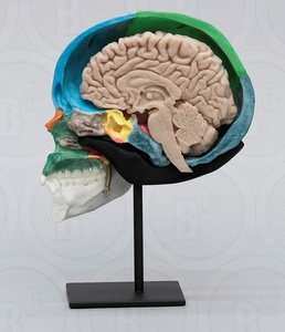 두개골단면 - 뇌포함 (267BR)