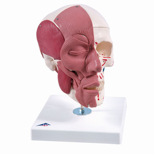 두개골 - 근육표시, 안면근육 (A300)