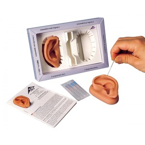 귀 침술실습 모형 (N15)