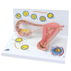 여성생식기 - 자궁, 임신의 원리  (L01)