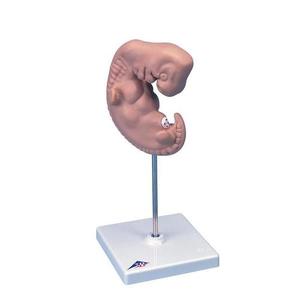 임신태아발달 - 4주된 태아모형(L15)