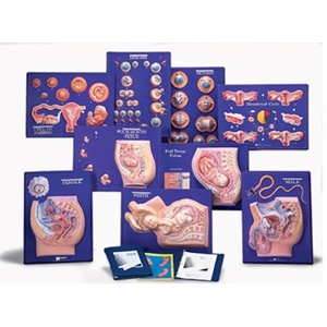 교재 - 출산과임신과정9단계(W40211)
