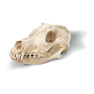 개 두개골 T30021