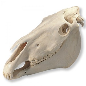 말 두개골 T30017