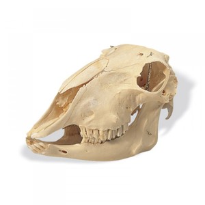 양 두개골 T30018