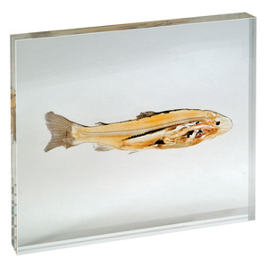 물고기 표본(w29003)