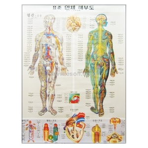 인체해부도_혈관,신경(한글표기)
