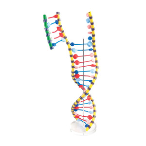 DNA모형(W19205)