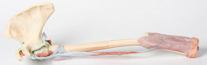 1515 Upper Limb - biceps, bones and ligaments 