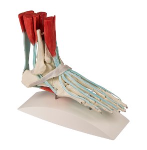 발골격 - 인대, 근육, 힘줄 (E6052)