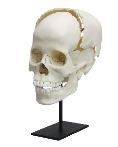 메디컬 스터디용 두개골 (조립형 E4705) (분리형 E4706)