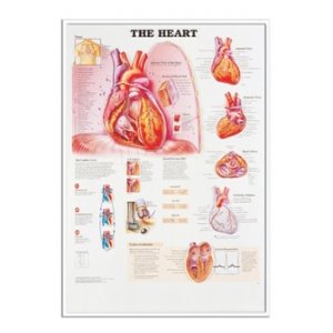 차트 - 입체, 심장 (8023)