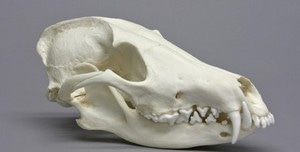 늑대 두개골 모형024 갈기늑대