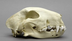 개두개골 모형260 White Bull Terrier