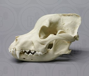 개 두개골모형186(핏불독)
