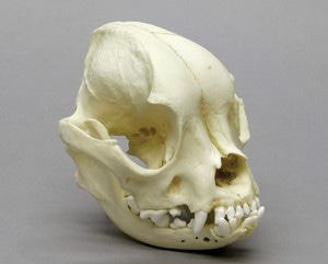 개 두개골모형139 프렌치불독
