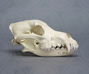 늑대 두개골 모형172 멕시코늑대