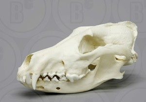 늑대 두개골모형147 붉은늑대