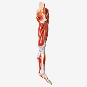 다리근육 - 10분리 (A11308)